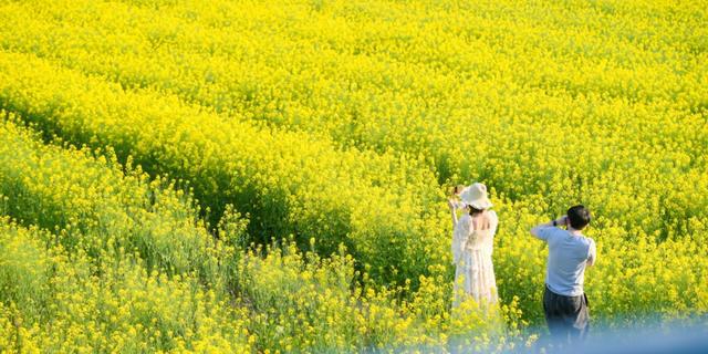 2024年进度条过半奉贤文化旅游上半年为民服务答卷请您“批阅”→(图14)